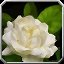 Fichier:Buff Bénédiction des fleurs.jpg
