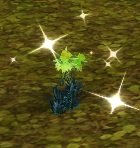 Item Fausse fleur d'hiver (plante).jpg