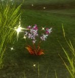Item Fleur de Finis (plante).jpg