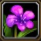 Item Fleur de Sternhorn.jpg