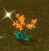 Item Fleur de radis (plante).jpg