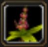 Item Fleur queue-d'aronde.jpg