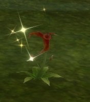 Item Fleur sauvage rouge (plante).jpg