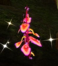 Item Herbe des pleurs lunaires (plante).jpg