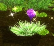 Item Herbe mordante (plante).jpg