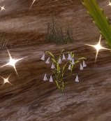 Item Muguet des lièvres (plante).jpg