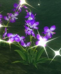 Item Nénuphar (plante).jpg