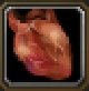Item Organe interne.jpg