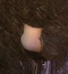 Item Provisions éparpillées (Toundra Merdhin).jpg