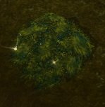 Item Reflet dans l'herbe.jpg