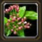 Item Romarin.jpg