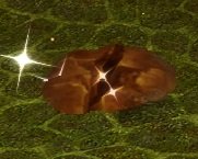 Item Sol fertile (Marais faiblétoile).jpg