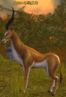 Mob Jeune springbok.jpg