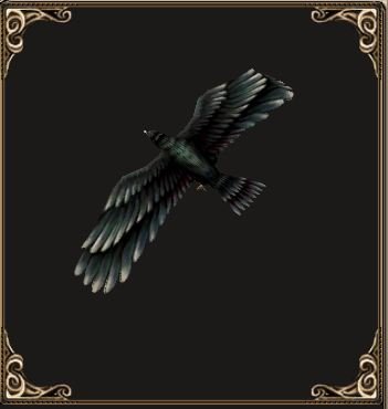 Fichier:Pet Corbeau (familier).jpg