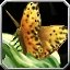 Fichier:Skill Capturer le papillon pollinisateur.jpg