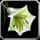 Title Messager du Dieu-fleur.jpg