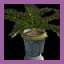 Item Palmier Sago en pot.jpg