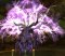 Pnj Arbre sacré Gutaï.jpg